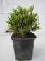 Preview: Cassiope mertensiana gracilis 1